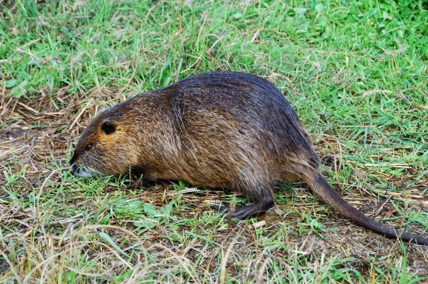 Nutria Fur and Food